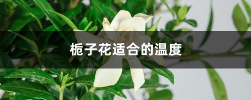 栀子花适合什么温度