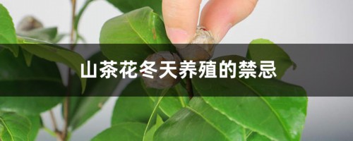 山茶花冬天养殖的禁忌