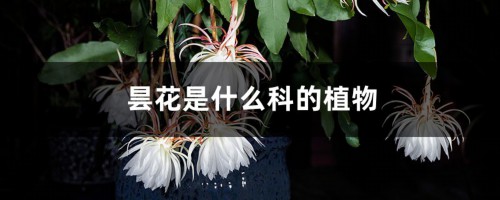 昙花是什么科的植物，是雌雄异株植物吗