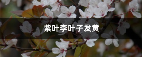 紫叶李黄叶的原因和处理办法