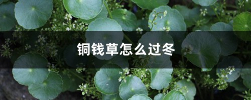 铜钱草怎么过冬