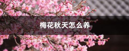 梅花秋天怎么养