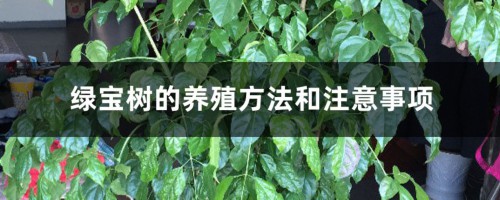 绿宝树的养殖方法和注意事项