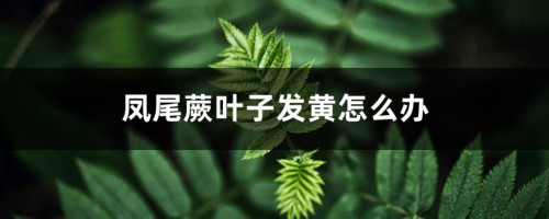 凤尾蕨叶子发黄怎么办