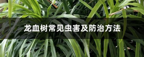 龙血树常见虫害及防治方法