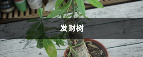 发财树吊兰的根白花花的又多又壮，叶子绿油油，咋养的？