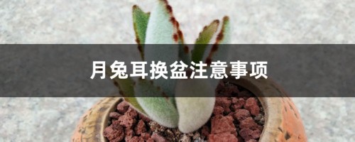 月兔耳换盆注意事项